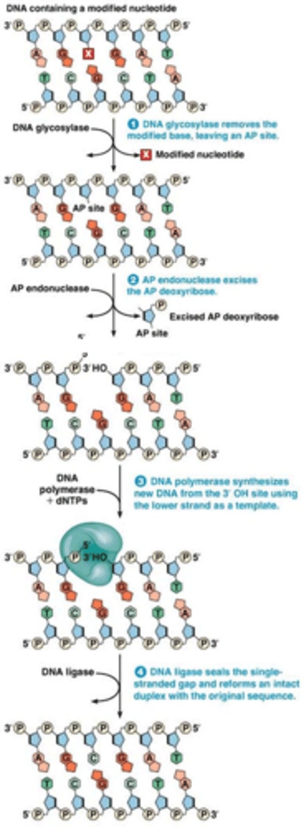 <p>Herstel gewijzigde of missende ringbasen:</p><p>1.DNA glycosylase verwijdert veranderde base (bijv. na deaminering). Deze stap is niet nodig bij verlies van base (bijv. na depurinering). de site die overblijft is een AP site</p><p>2.Endonuclease breekt de fosfodiësterbinding en lyase verwijdert deoxyribose fosfaat</p><p>3.DNA polymerase voegt het missend nucleotide toe op basis van complementariteit</p><p>4.DNA ligase verbindt de uiteinden</p>