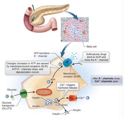 <p>Increase glucose after meal → stimulates GLUT 2 transporter of B cells → increase ATP inside cell → closes ATP sensitive K+ channels → more K+ in cell → depolarization → influx of EC Ca2+ → Ca2+ influx = Exocytosis of insulin and amylin</p>