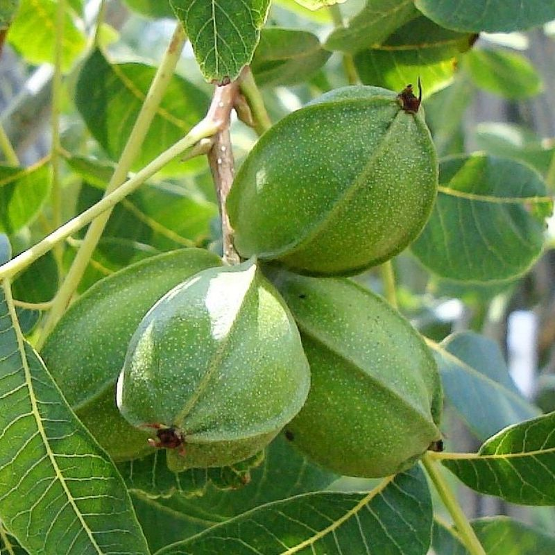 <p>What kind of fruit is pecan?</p>