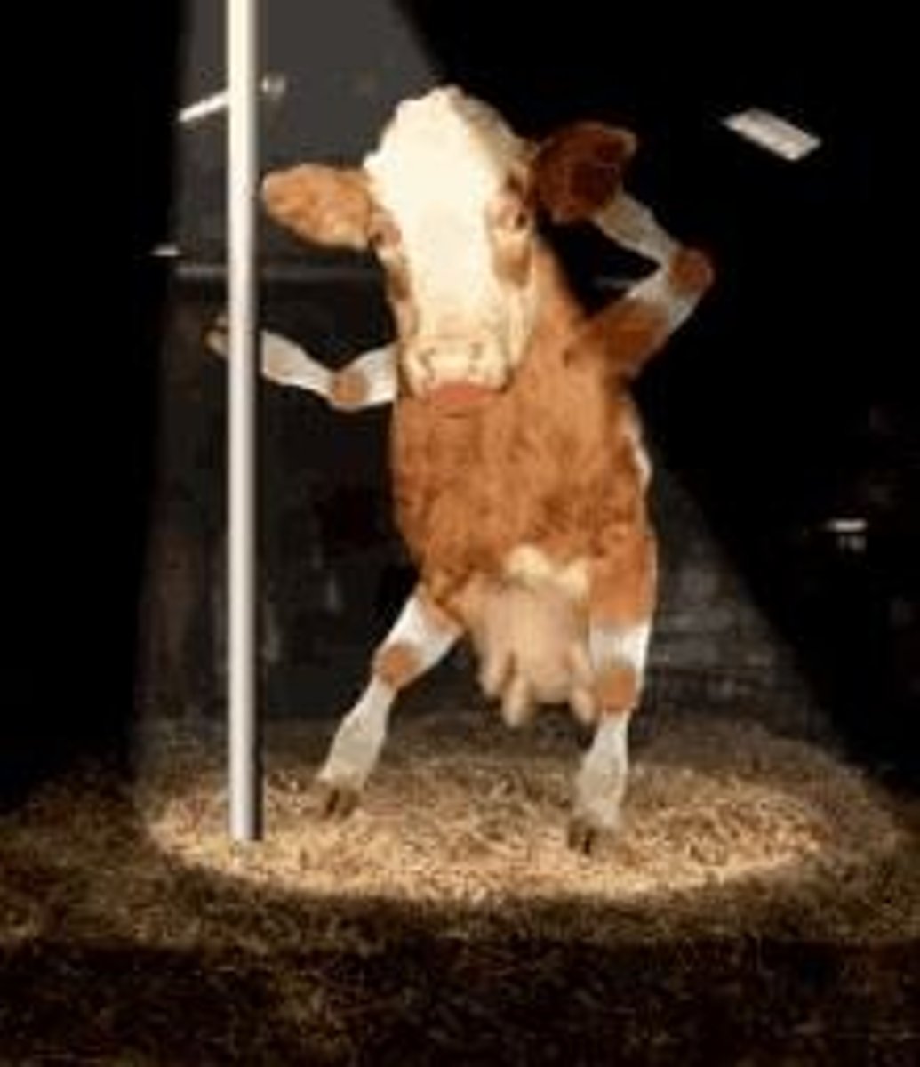 <p>There is a demand for lean, tender meat, which is considered a legitimate goal if animals are treated humanely.</p>