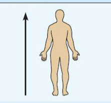 <p>towards the head end or upper part of a structure or the body above </p><p></p><p>example: The head is superior to the abdomen </p>