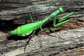 <p>If you don’t know what this is, quit this event. Class Insecta. Called mantids.</p>