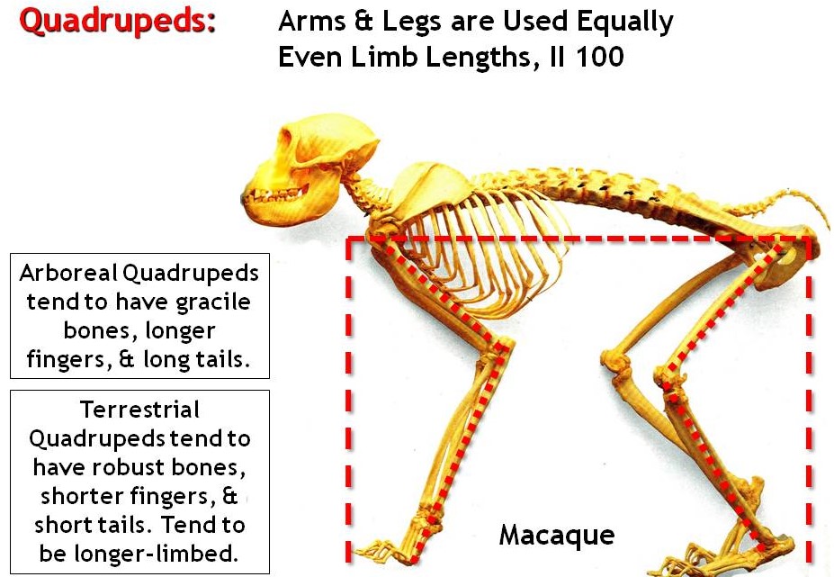 <p><span>limbs equivalent in length; quadruped</span></p>