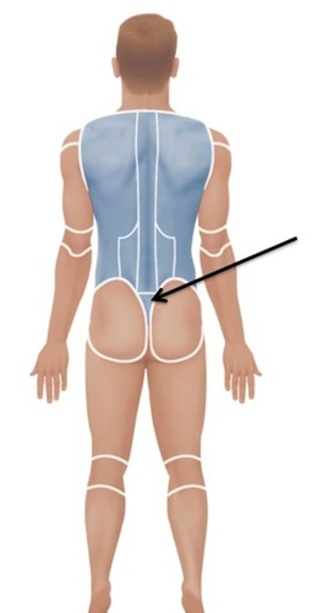 <p>Relating to the sacrum.</p>