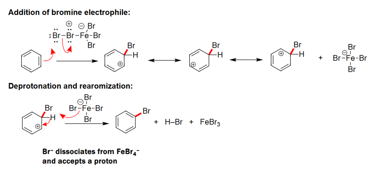 <ul><li><p>To create a strong electrophile either AlCl<sub>3</sub> or FeBr<sub>3</sub> is needed. </p></li><li><p>Carbocation intermediate is formed. </p></li><li><p>Formulates a benzene ring with a halogen attached.</p></li></ul><p></p>