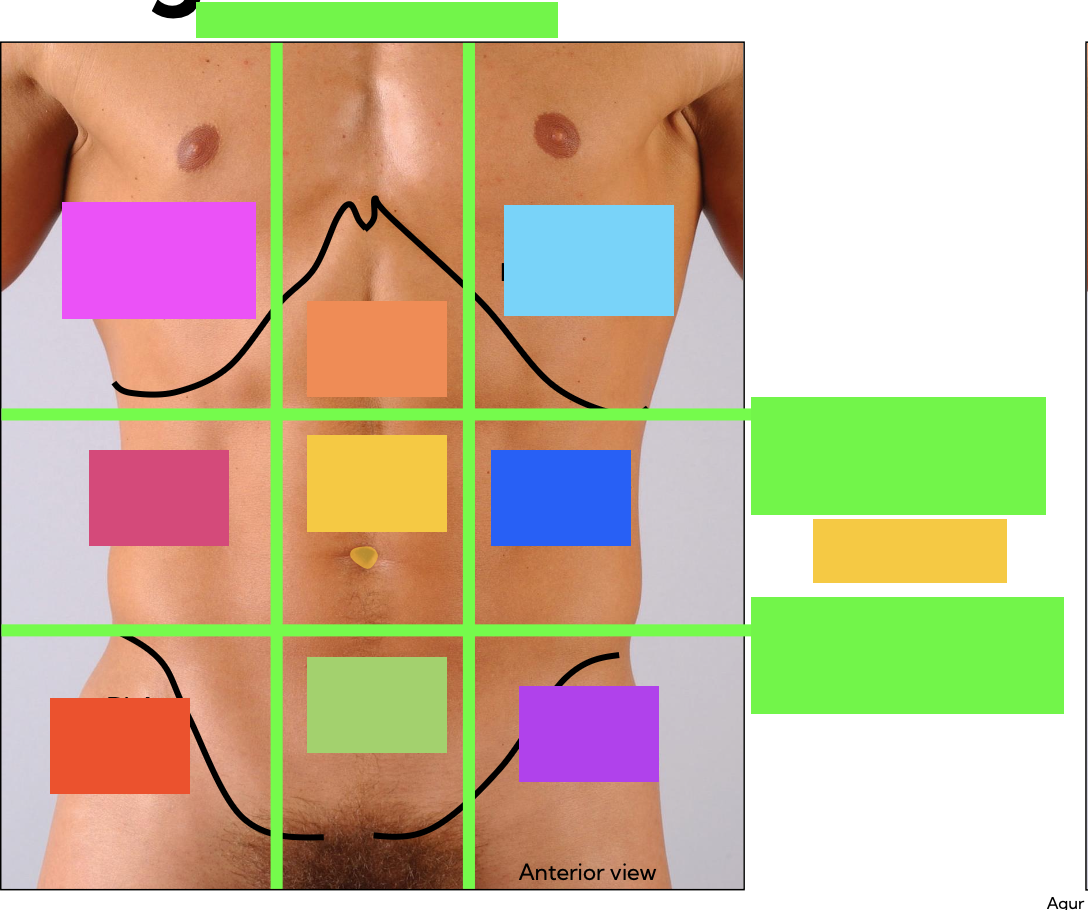 <p>name the 9 regions of the abdomen, and the 3 sectioning lines</p>