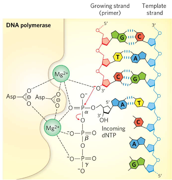 <ol start="0"><li><p>primer already bound to DNA template strand</p></li></ol><ol><li><p>incoming dNTPs form WC bonds w/ template strand</p></li><li><p>coordination w/ Mg2+ stabilizes 3’ OH + a-phosphate</p></li><li><p>new bond forms b/w a-phosphate of incoming NT + 3’OH of primer</p></li><li><p>beta + gamma phosphate of NT released as PPi new phosphodiester bond forms</p></li><li><p>as long as template strand is available → new substrate generated for next round of polymerization</p></li><li><p>once last NT reached → stops</p></li></ol><p></p>