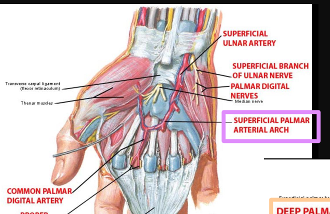 <p>-ulnar artery</p><p>-completed laterally by superficial branches of the radial artery</p>