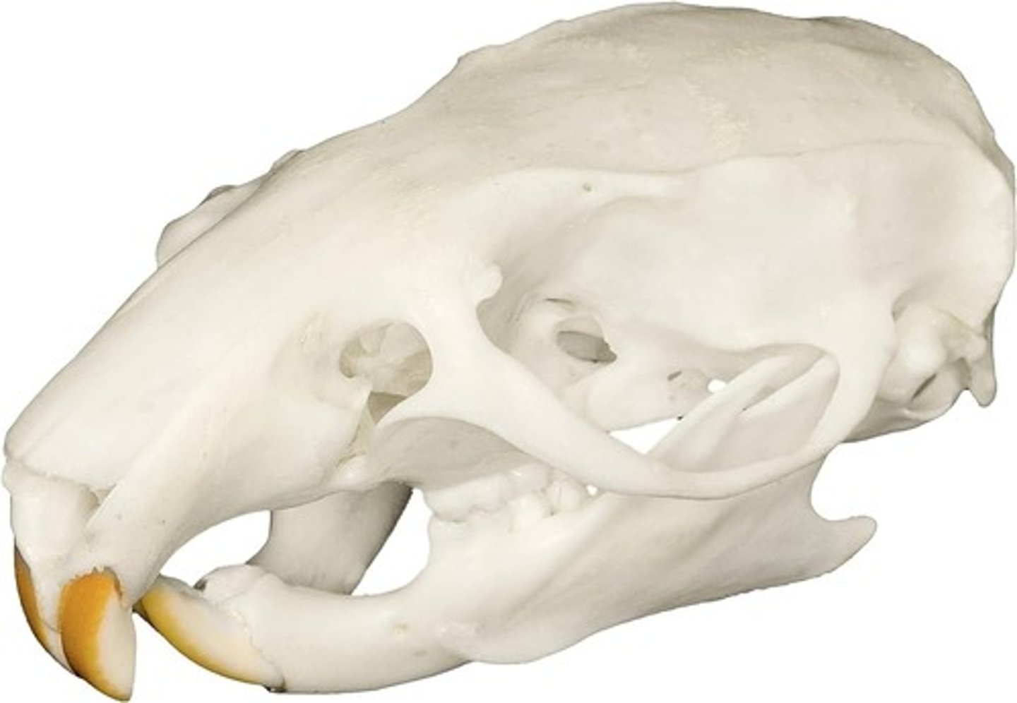 <p>- large space (diastema) separates upper and lower incisors from cheek teeth (premolars and molars), <br>- no canine teeth.</p>