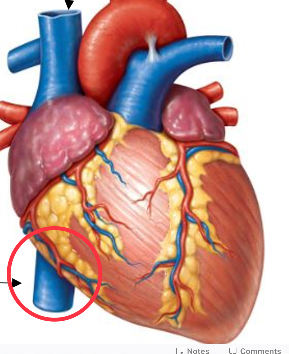 <p>deoxygenated blood from tissues below the diaphragm</p>