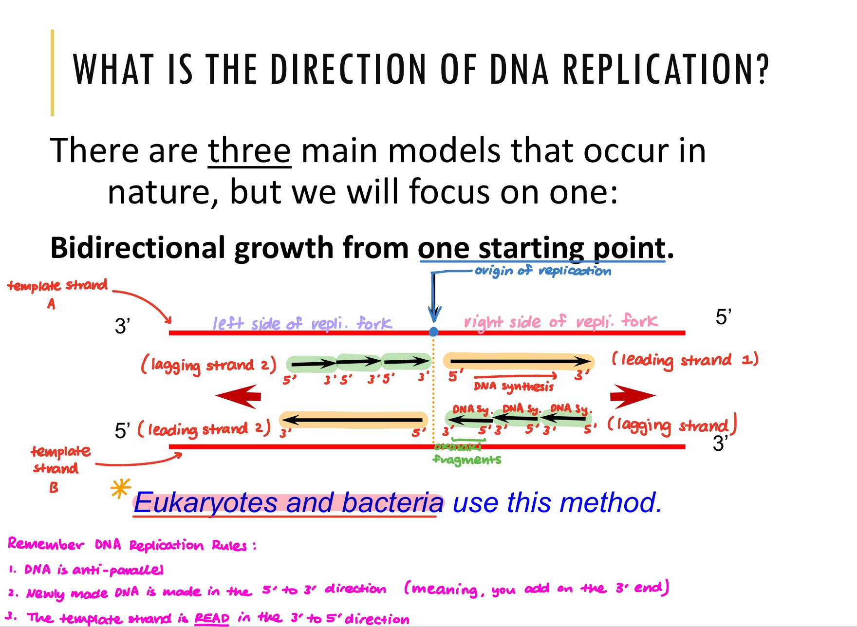 <p>Origin of Replication:</p><ol><li><p><strong>Bidirectional</strong> <strong>growth</strong> starts from one origin of replication. This means that from that point, the DNA double helix gets unwound, two replication forks are made (one side going left, the other side going right)</p></li></ol><p><br>Right Side of Replication Fork:</p><ol start="2"><li><p>On the right side of the replication fork, there are 2 exposed DNA strands. On those exposed DNA strands, newly synthesised DNA strands are made on each</p></li><li><p>These newly synthesised DNA strands are made in the 5’ to 3’ direction (so from the template strand perspective, the new strand is being made in the 3’ to 5’ direction)</p></li><li><p>On the leading strand, DNA is made in the direction of the separation. On the lagging strand, Okazaki fragments are made as new strands are made in the opposite direction of the separation</p></li></ol><p></p><p>Left Side of Replication Fork:</p><ol start="5"><li><p>Looking onto the left side of the DNA replication fork, the leading and lagging strand are now on different sides. This is because the 5’ and 3’ end on the template strands are on opposite sides.</p></li><li><p>In the image, on the left side of the replication fork, the Okazaki fragments are now on template strand A instead of on the right side of the replication fork where they were on template strand B. </p></li></ol><p></p>