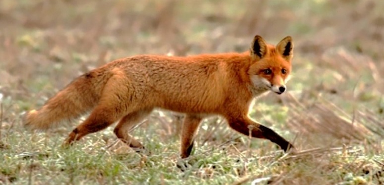 <p>zařaď živočicha do systému</p><p>Třída - řád - čeleď - druh čeština (latina)</p>