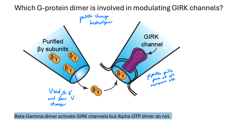 <p>Beta-Gamma dimer activate GIRK channels but Alpha-GTP dimer do not.</p>