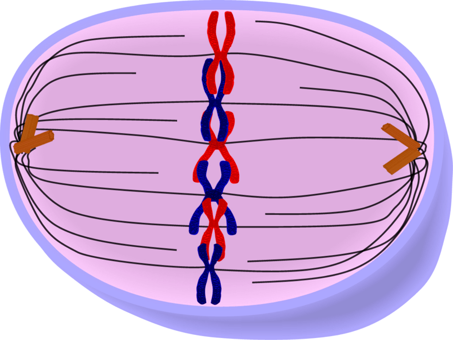 What phase is this cell in?