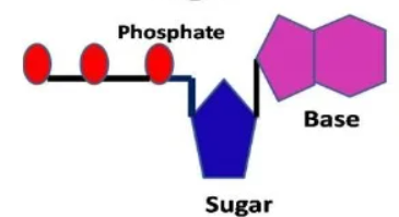 <p>What structure is this?</p>