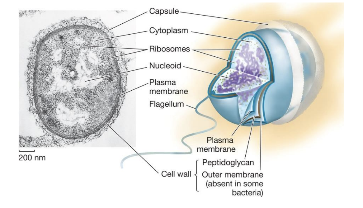 <p>Small cells with no nucleus or membrane-bound organelles (DNA floats in cytoplasm)</p>