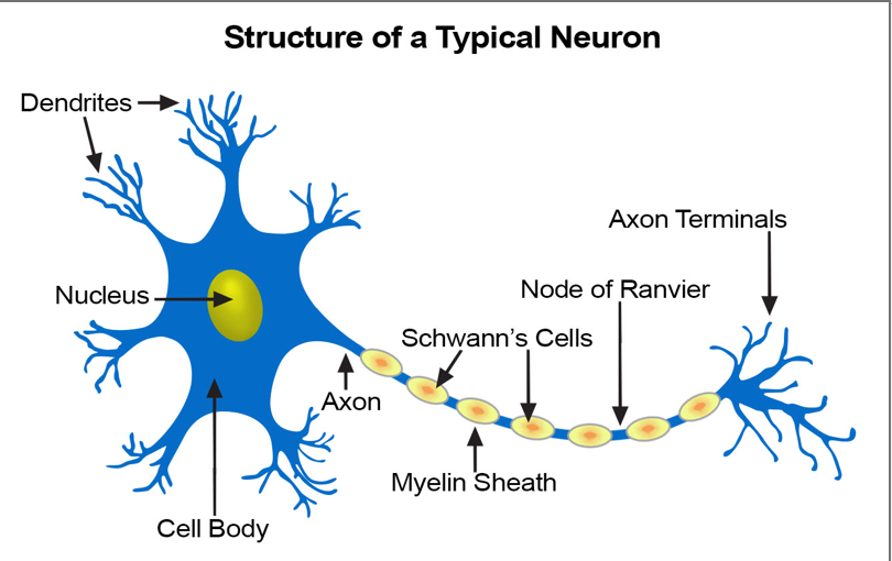 <p>Structure of typical neuron</p>