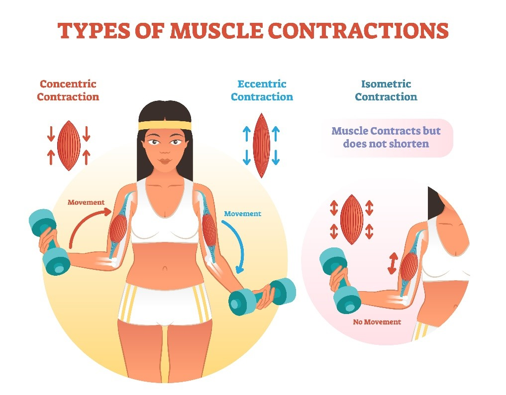 <p>“same length” → muscle does not change length, but tension changes</p>