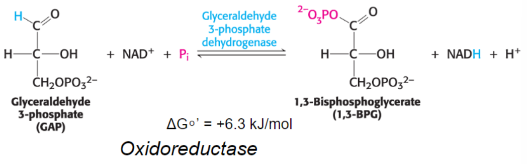 <p>GAP, glyceraldehyde 3 -phosphate dehydrogenase</p>