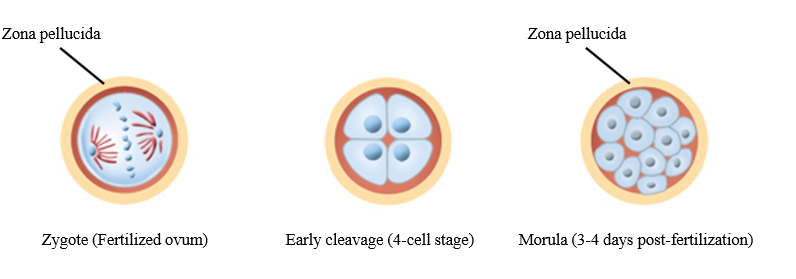 <p>No - only cell cleavage</p>