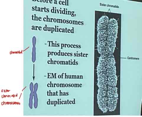 <p>Any cell that is going to divide must enter this phase</p><ul><li><p>﻿﻿This is the period before DNA synthesis begins</p></li><li><p>﻿﻿G stands for gap and the number refers to the gap between cell division and DNA synthesis</p></li><li><p>﻿﻿Here the cell makes ER, ribosomes, and cytosol to make 2 functional cells</p></li><li><p>before a cell starts dividing, the chromosomes are duplicated</p></li><li><p>This process produces sister chromatids</p></li></ul>