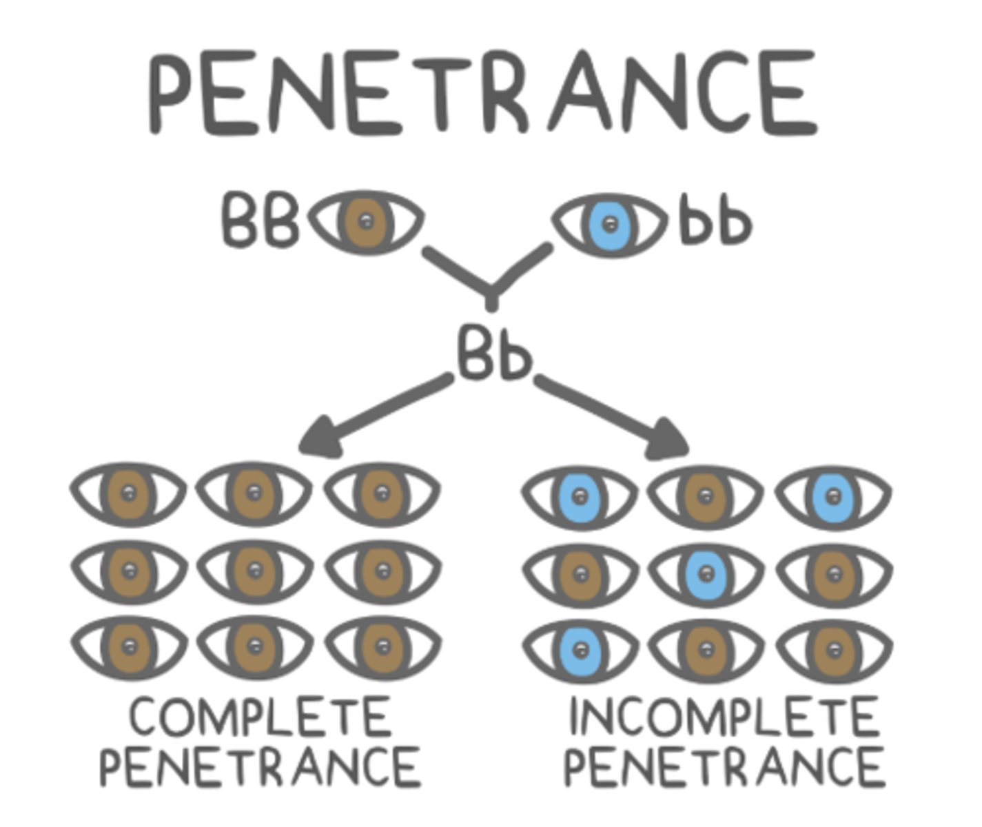 <p>complete penetrance</p>