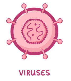<p>use host cells to replicate before bursting out and destroying cells</p>