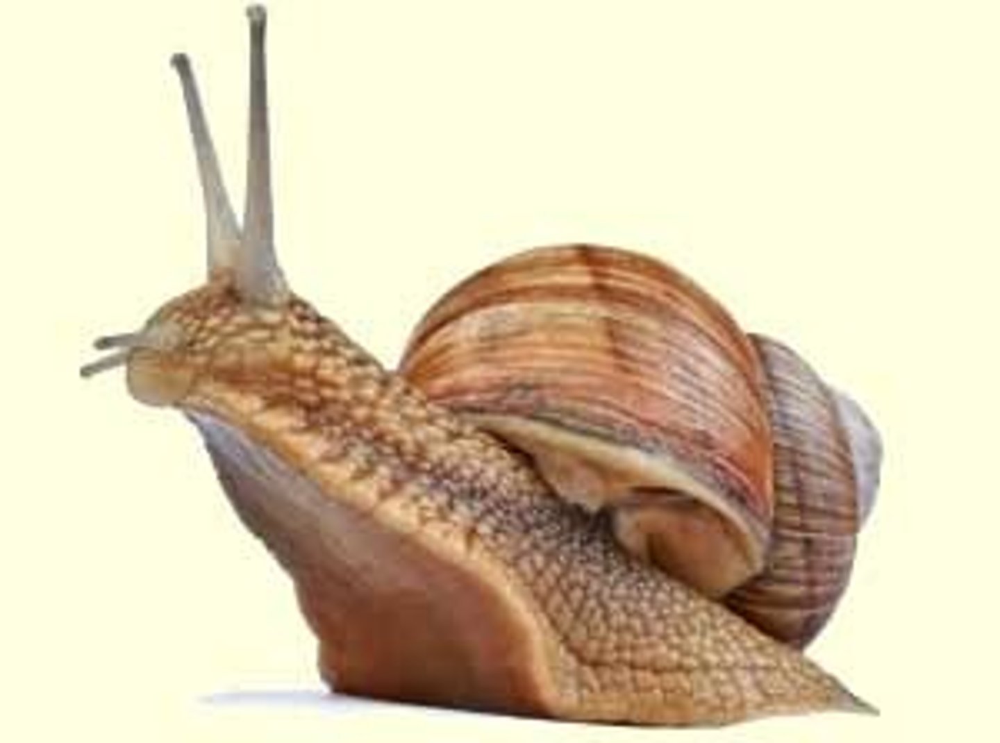 <p>-snails and slugs</p><p>-in phylum mollusca</p>