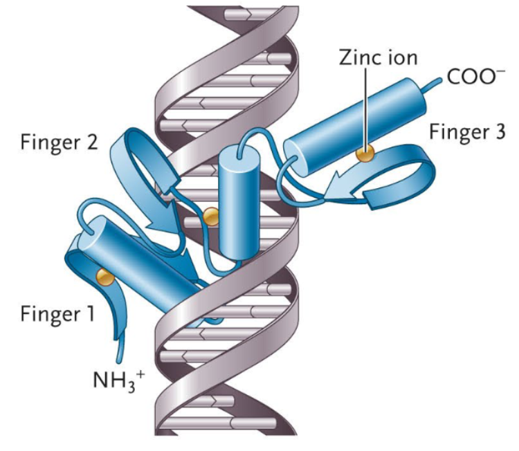 <p>A motif that has one or more α-helices and loops, often accompanied by a short β-sheet and one or more zinc ions to stabilize the structure.</p><p>āFingersā consist of alpha helices and loops, and structures with multiple fingers can match to sequence-specific areas of DNA using each alpha helix to occupy a major groove in the DNA. The most popular example of motifsā abilities to bind with sequence specificity.</p>