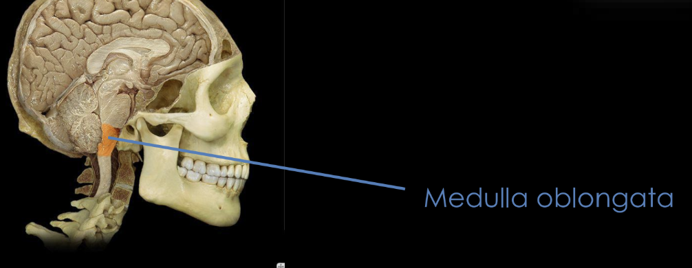 <p>A region in the brain responsible for controlling breathing.</p>