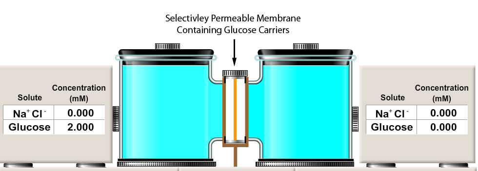 <p></p><p>Consider the facilitated diffusion experiment similar to the one you completed in Physio Ex  Exercise 1 -- Activity 2.</p><p>Two solutions were separated by a membrane containing glucose carriers.  In the experiment shown below, what will be the final concentration of glucose in both chambers?</p><p></p><p>A. left chamber: 0 mM glucose; right chamber 2 mM glucose</p><p>B. left chamber: 2 mM glucose; right chamber 0 mM glucose</p><p>C. left chamber: 2 mM glucose; right chamber 2 mM glucose</p><p>D. left chamber: 0 mM glucose; right chamber 0 mM glucose</p><p>E. left chamber: 1 mM glucose; right chamber 1 mM glucose</p>