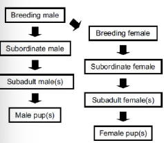 <p>Veel onderzoek gedaan</p><p>■ Wolven in gevangenschap => alpha dieren</p><p>■ In 1970 David Mech: Wolvenmodel</p><p>● Roedels in gevangenschap</p><p>○ Gebaseerd op niet verwante dieren => lineaire hiërarchie</p><p>○ Dominante koppel</p><p>■ Eerste toegang tot resources</p><p>■ Alleen zij planten zich voort</p><p>■ Lichaamstaal voor onderlinge communicatie</p><p>● Bewaken status alpha’s</p><p>■ Bij gevechten grootste kans dat de alpha wint</p><p>● Doel van deze rangorde is bewaken evenwicht en vermijden van conflicten</p>