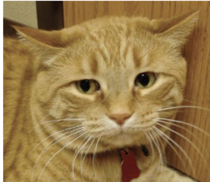 <p>describe what you see here, will you continue to approach this cat?</p>