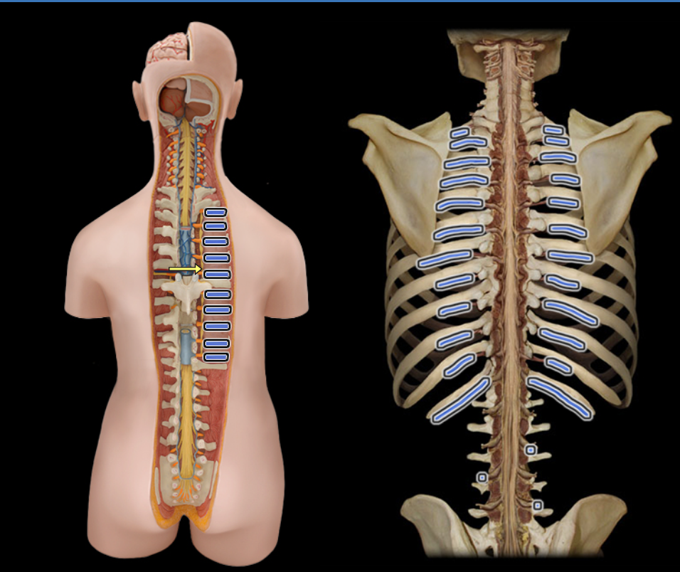 <p>Ventral rami of thoracic spinal nn.</p>