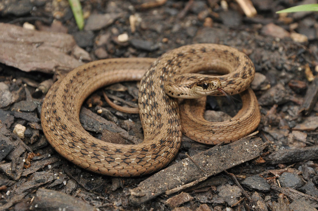 <p>DeKay's brownsnake</p>