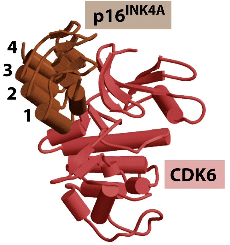 <p>p16 INK4A binds specifically to CDK6</p>