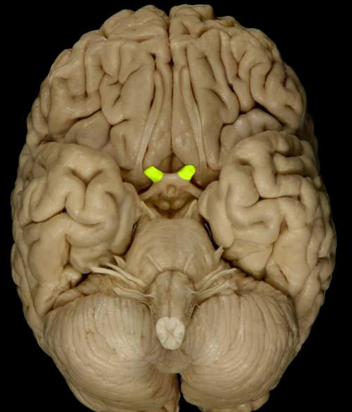 <p>List the nerve name, roman numeral, and function.</p>