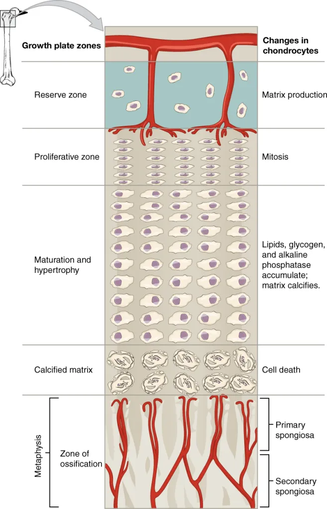 <p>A bone growth which results in the <strong>lengthening of the bone.</strong> This growth occurs within the lacunae. It happens due to the <strong>cell division in the proliferative zone and the maturation of cells in the zone of maturation</strong>. Cartilage lengthens and is replaced by bone tissue during interstitial growth.</p><p><em>Tiny amount of growth</em></p>