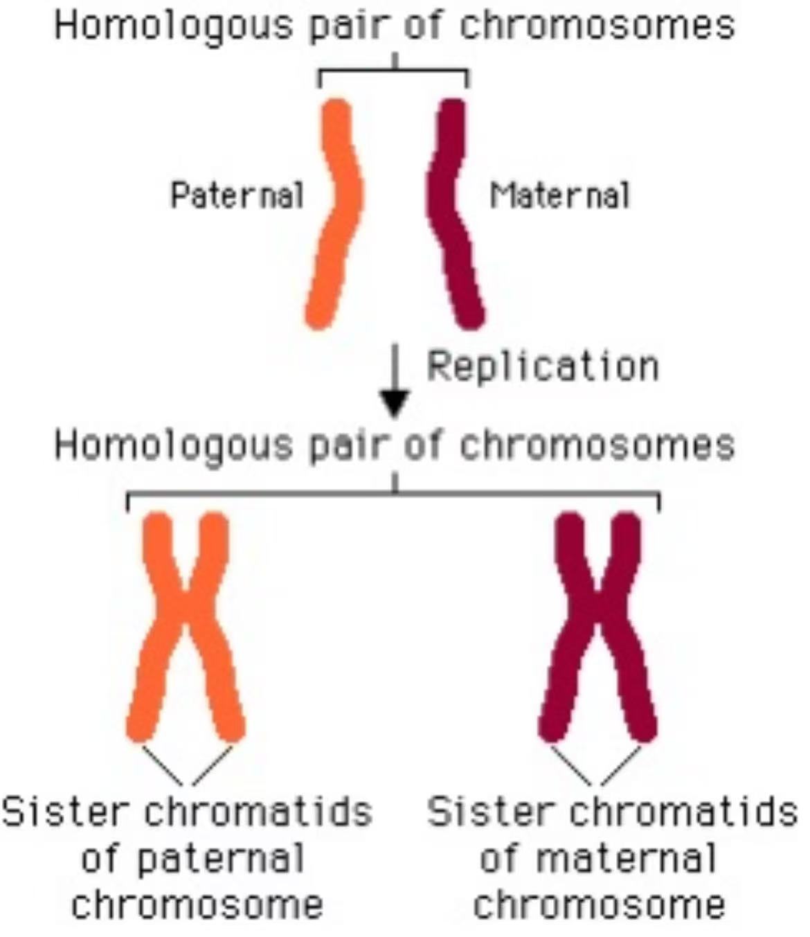 <p>23 pairs. One chromosome from a pair is inherited from each parent<br>Each chromosome pair is called a homologous pair</p>