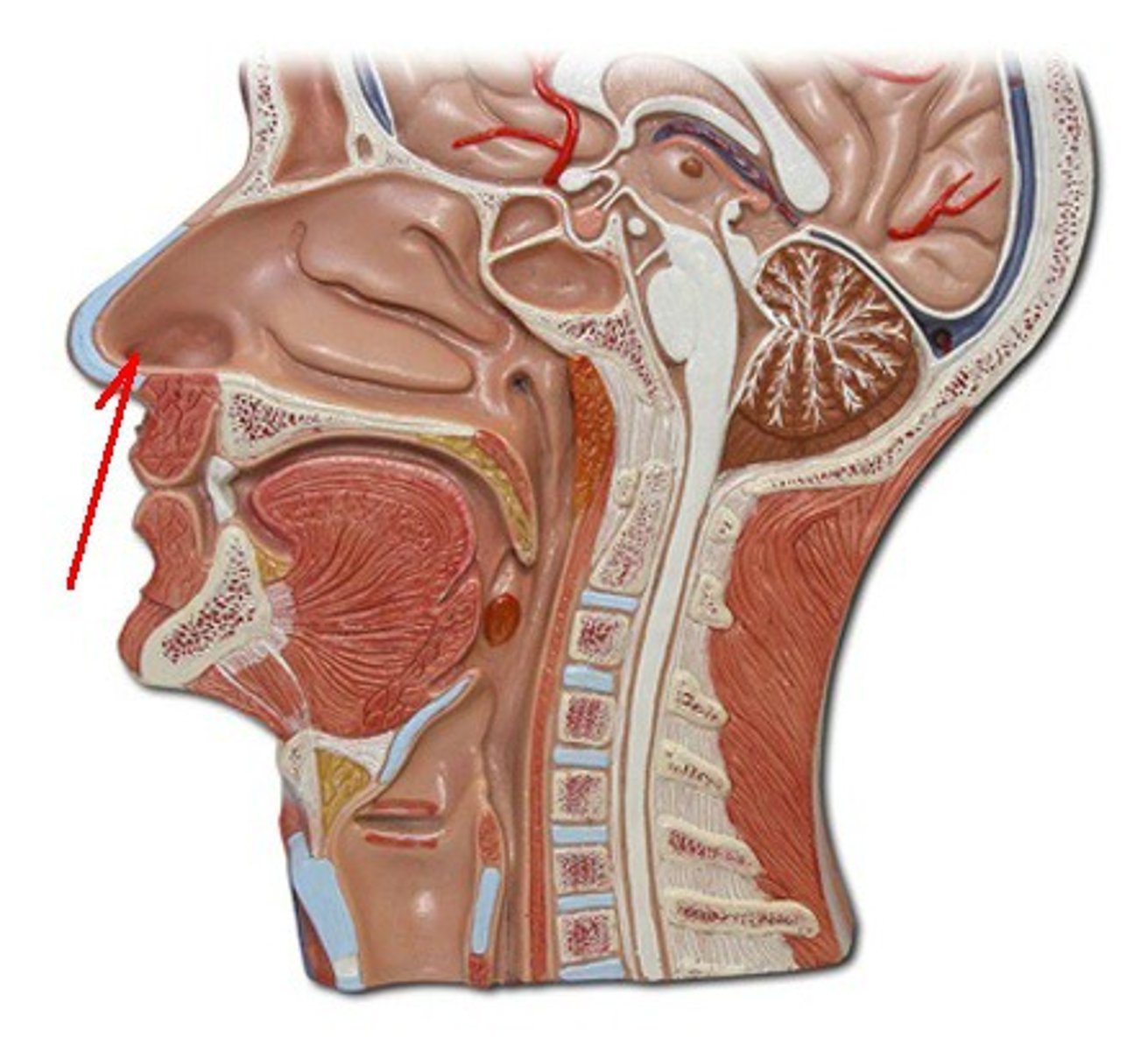 <p>Identify the structure, organ, or bone.</p>