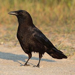 <p>Corvus brachyrhynchos</p>