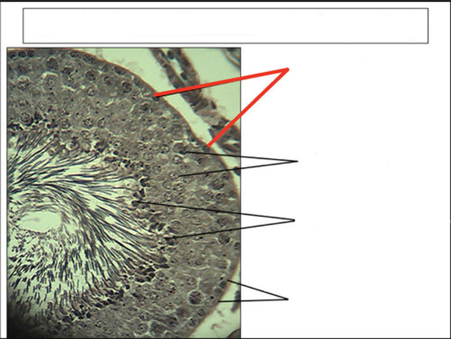 <p>identify this cell type and organ</p>