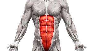 <p>What muscle is this?</p>
