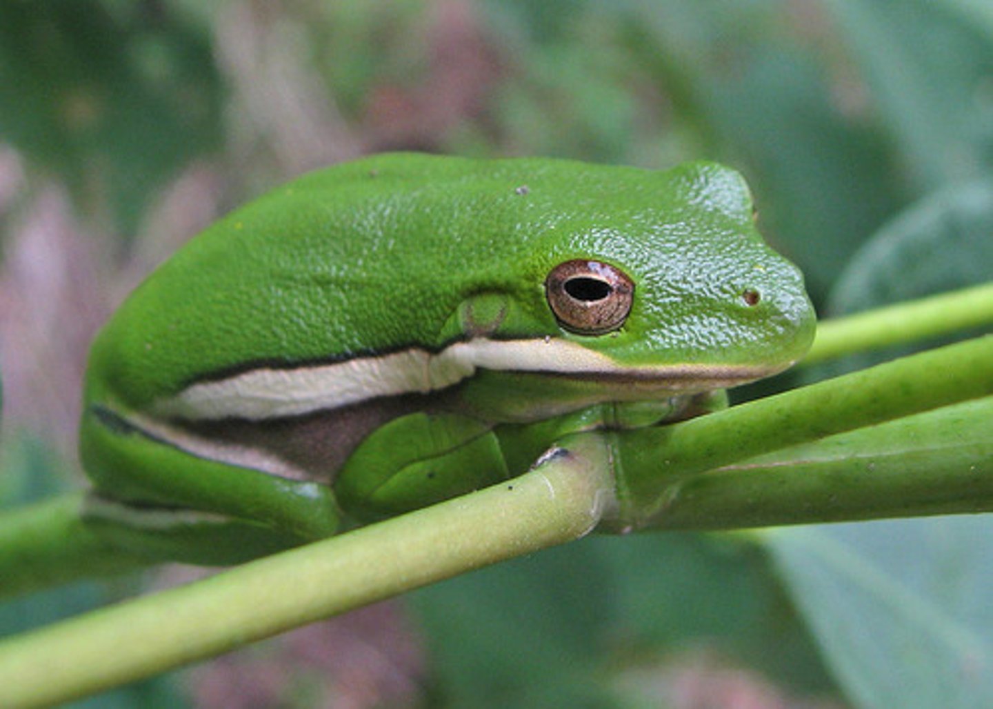 <p>màu xanh lá cây</p>