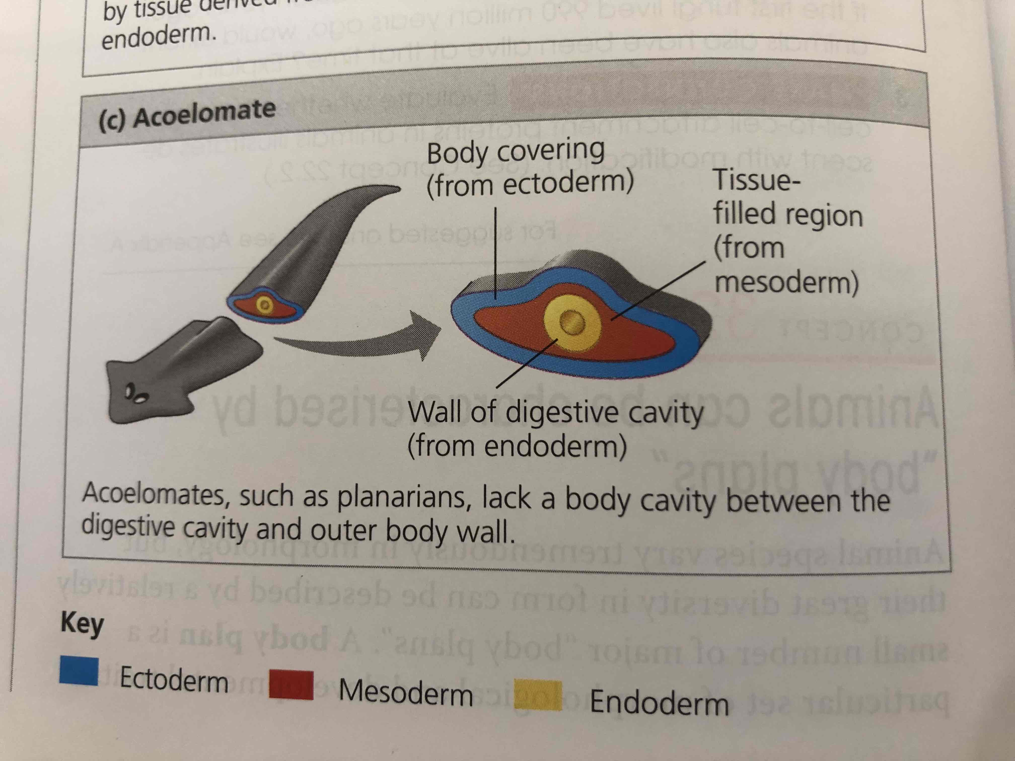 <p>It means they have three germ layers. An endoderm, mesoderm and ectoderm. </p>