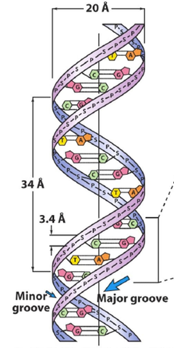 <p>distance of 1 complete turn of the DNA, contains 10 nucleotide base pairs</p>