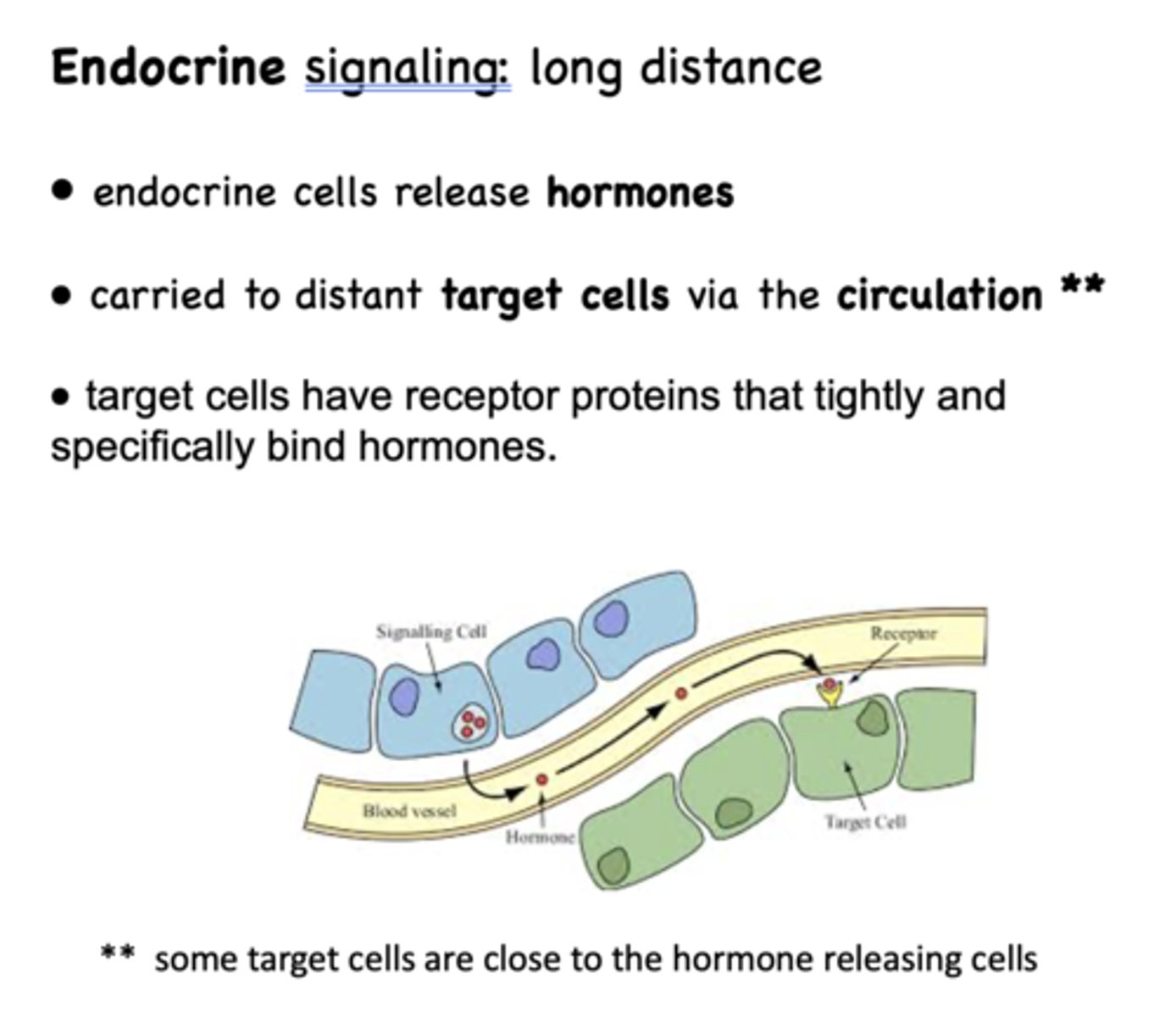 <p>endocrine signaling</p>
