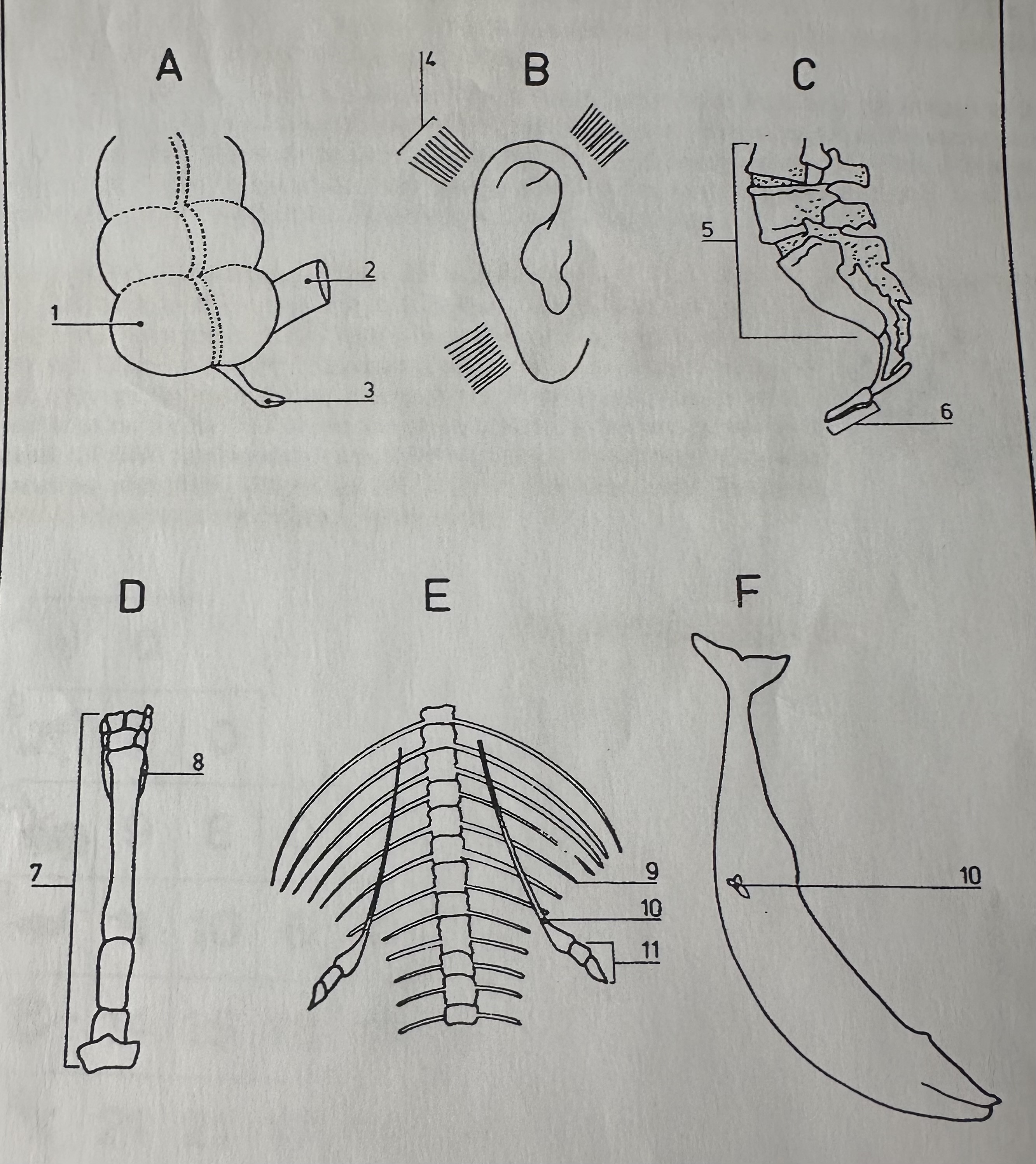 <p>Appendix (humans) = suggests ancestors had a functioning appendix and were herbivores.</p><p>Coccyx / tail bone (humans) = evolutionary ancestors had a tail supported by vertebrae</p><p>Hindlimbs (modern whales) = Evidence for evolution from four footed terrestrial ancestor.</p><p>Leg bones in snake, Ear muscles (human), horse splint bone in leg</p>