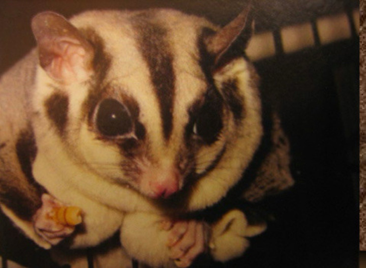 <p>Obesity in sugar gliders is commonly seen with diets high in...</p>