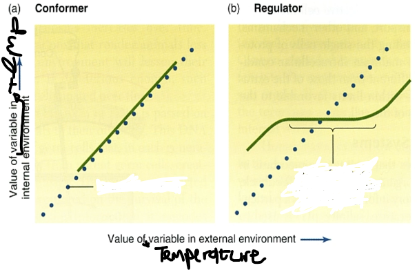 <p>describe the strategy of a conformer using the graph</p>